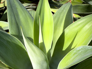 Obraz premium A view of the foxtail agave plant.