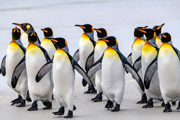 Obraz premium group of king penguins