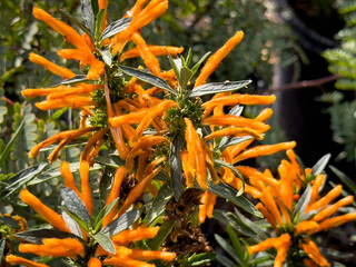A view of lion's tail sage flowers.