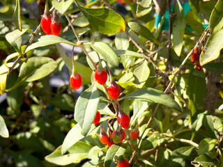 A view of fruit from the goji berry plant.