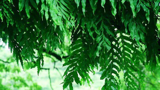 Polypodiaceae microsorum fern green leaf background