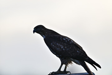 Red-tailed Hawk Perched on a Pole