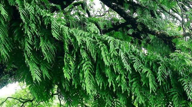 Polypodiaceae microsorum fern green leaf background