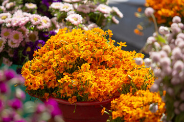 A view of a bucket full of signet marigold flowers, on display at a local farmers market.