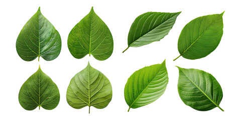 Various Green Leaves on Transparent Background