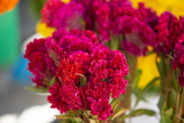 A view of a bucket full of crested cock's comb inflorescence, on display at a local farmers market.