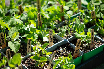 A view of several vegetable sprouts in plastic punnets, seen at a local farmers market.