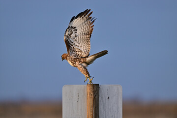 Red-tailed Hawk lifting off from a Pole