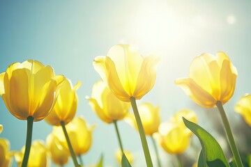 Bright Yellow Tulips Under a Clear Blue Sky with Sunlight Illuminating the Petals in a Vibrant Spring Nature Scene Ideal for Outdoor Floral Photography