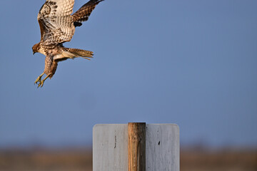 Red-tailed Hawk lifting off from a Pole