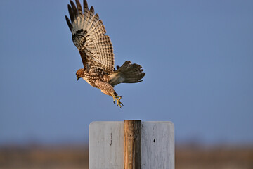 Red-tailed Hawk lifting off from a Pole