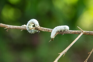 Banana skipper caterpillar is eating a banana leaf. This insect has the scientific name Erionota...
