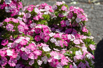 A view several bundles of dianthus flowers, on display at a local farmers market.