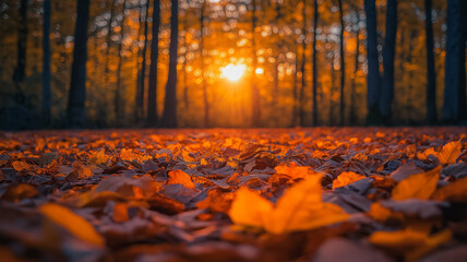 A forest with a sun shining through the trees. The sun is in the middle of the sky and the trees are in the background