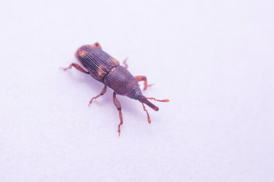 macro photo of sitophilus oryzae