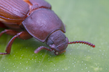 Mealworm in a breeding farm, North China