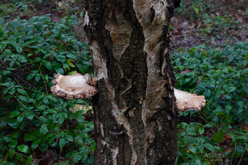 Bracket fungus growing on dead tree trunk