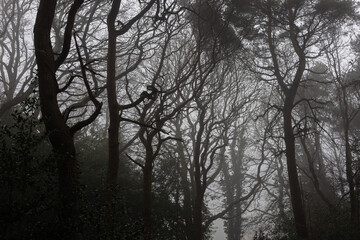 Silhouette of trees in misty weather
