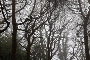 Silhouette of trees in misty weather