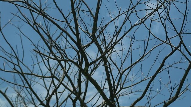 ry wooden branches on bright clouds background