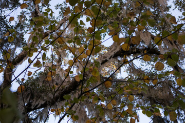 tree branches against sky