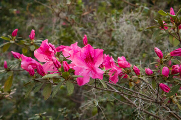 pink flowers in the garden