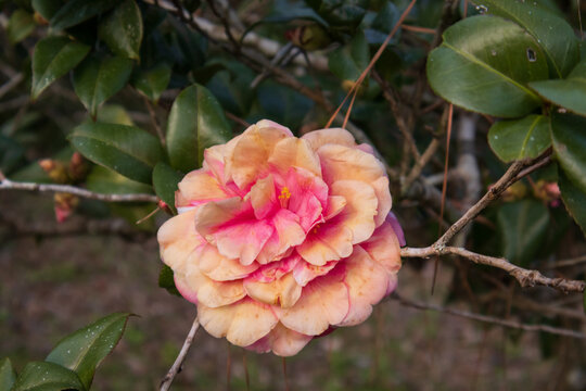 pink rose bush