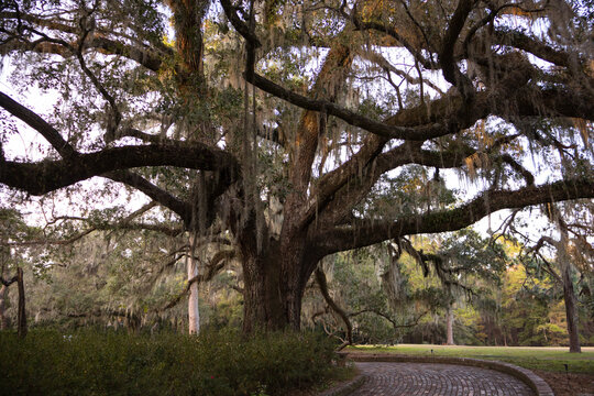 tree in the park