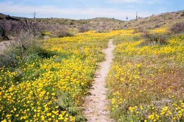 Field of flowers