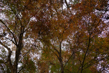 trees in the forest in autumn