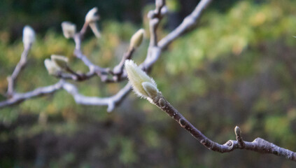 seed on a tree