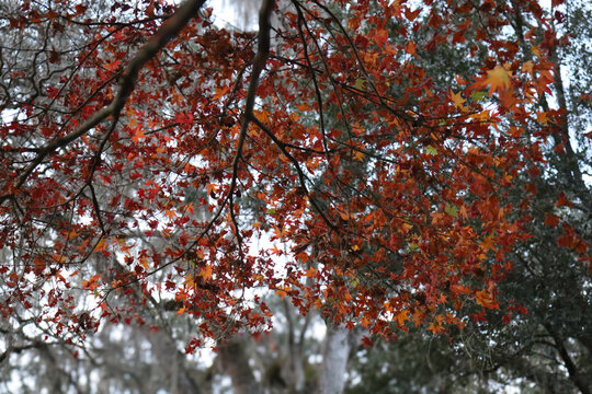 red maple leaf