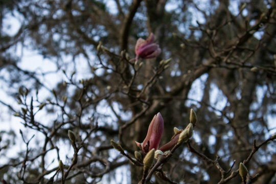 red flower in the tree