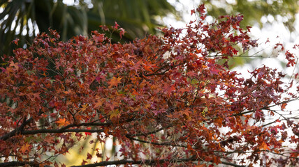 autumn leaf in a branch tree on a park
