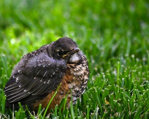 baby bird in the grass