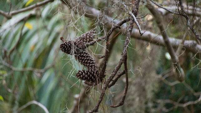 seed pine cones
