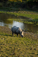 One horned Rhino grazing beside a wetland in Kaziranga National Park Assam India - vertical photo 3