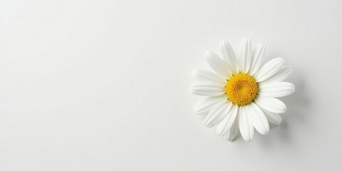 Obraz premium A single daisy blossom rests on a pristine white background, a minimalist botanical image perfect for various design applications, conveying purity, serenity, and natural beauty.