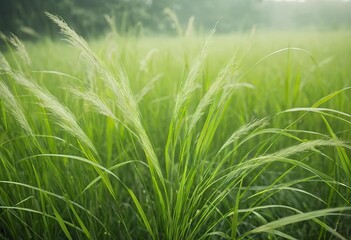 Fototapeta premium A close-up of a field of tall, green grass with a hazy background