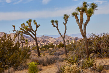 Joshua trees growing in the desert of Joshua Tree National Park in California