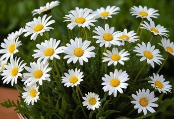 A close-up of a bunch of daisies in a green meadow with the sun shining down on them
