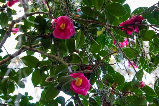 red roses bush