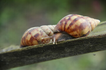 Lissachatina Fulica or land snail belonging to the Achatinidae family. Lissachatina fulica is a species of land snail originating from East Africa