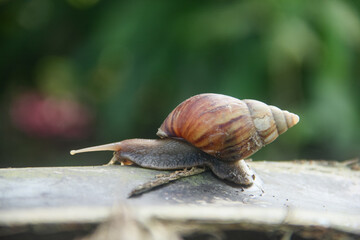 Lissachatina Fulica or land snail belonging to the Achatinidae family. Lissachatina fulica is a species of land snail originating from East Africa
