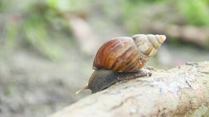 Lissachatina Fulica or land snail belonging to the Achatinidae family. Lissachatina fulica is a species of land snail originating from East Africa