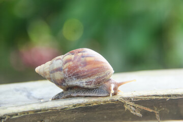 Lissachatina Fulica or land snail belonging to the Achatinidae family. Lissachatina fulica is a species of land snail originating from East Africa