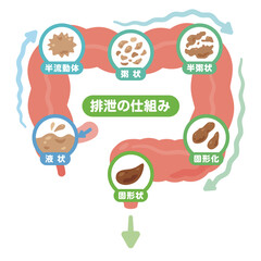 排せつの仕組みイラスト