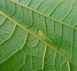 A small green animal on green plant