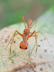 A closeup view ant-mimicking spider