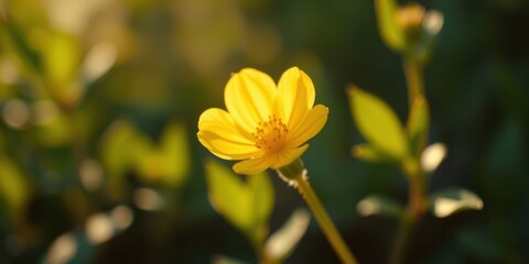Fototapeta premium Golden yellow flower in sunlight, delicate petals and vibrant color, close-up view of a single bloom in a garden setting